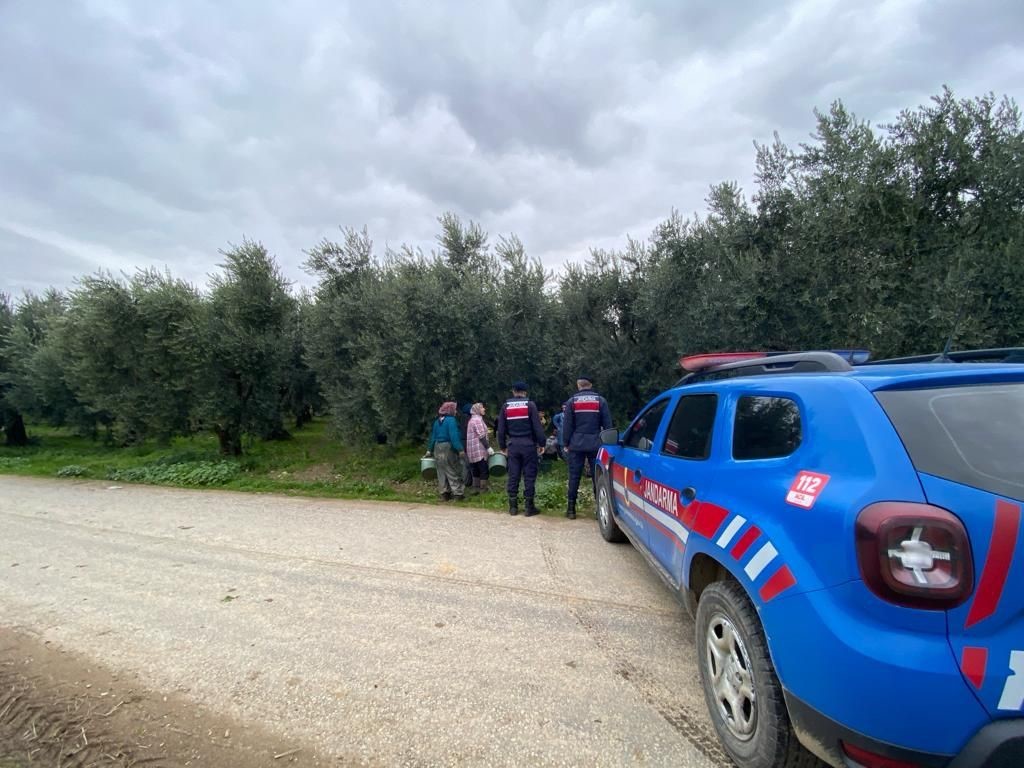 Zeytin hırsızlarına karşı jandarma tedbir aldı