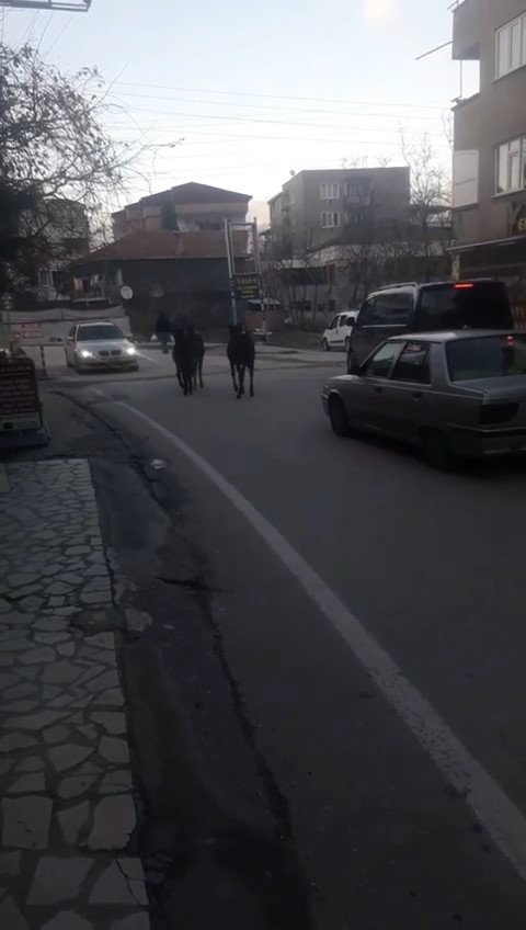 Bursa’da başıboş atlar trafiğe çıktı