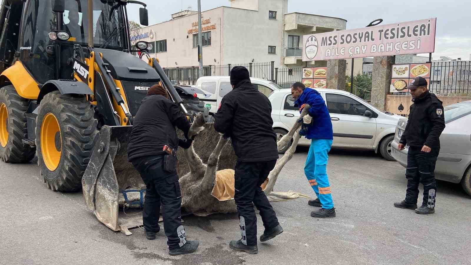 Bursa’da başıboş at sokak ortasında yere yığıldı