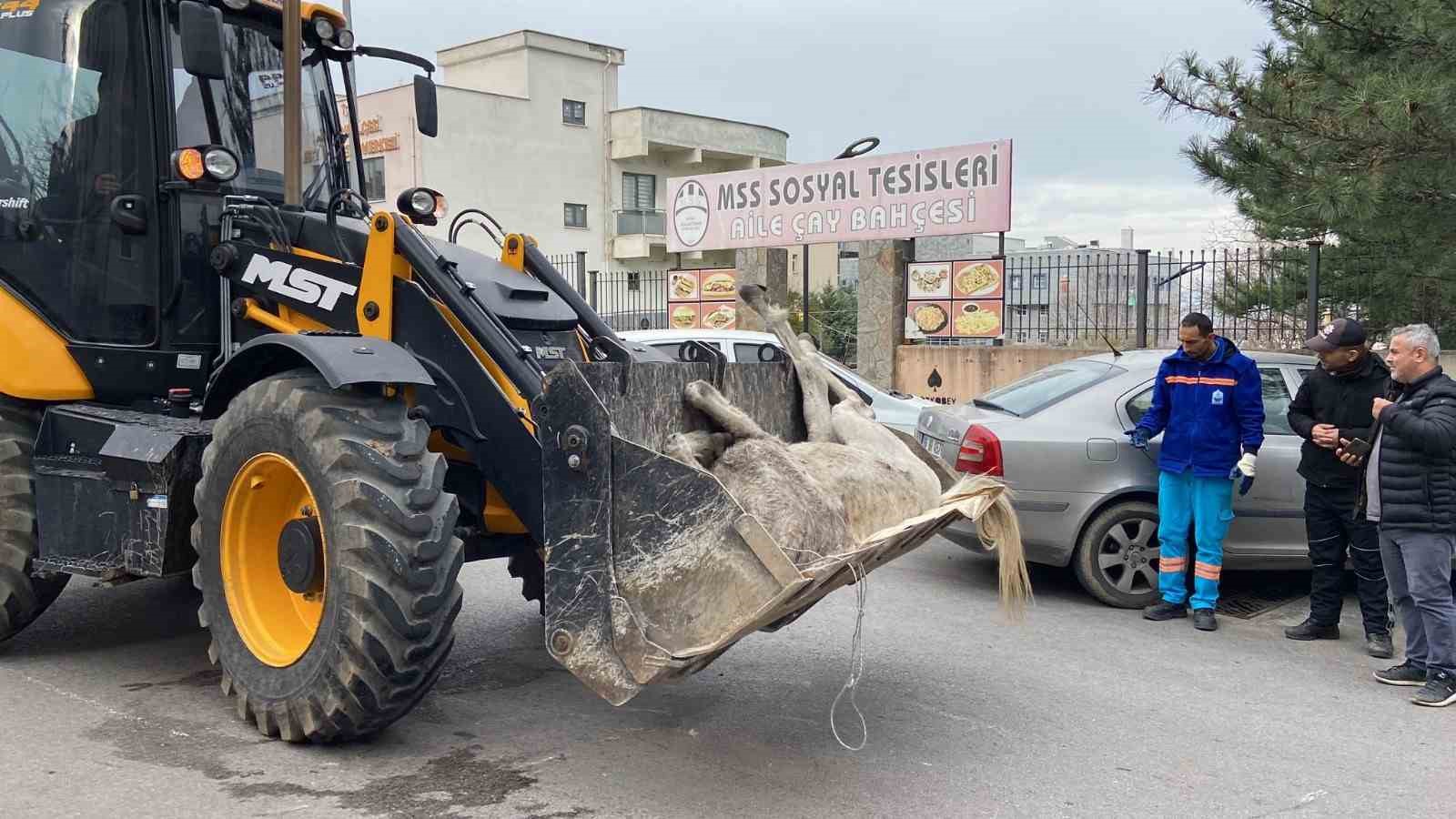 Bursa’da başıboş at sokak ortasında yere yığıldı