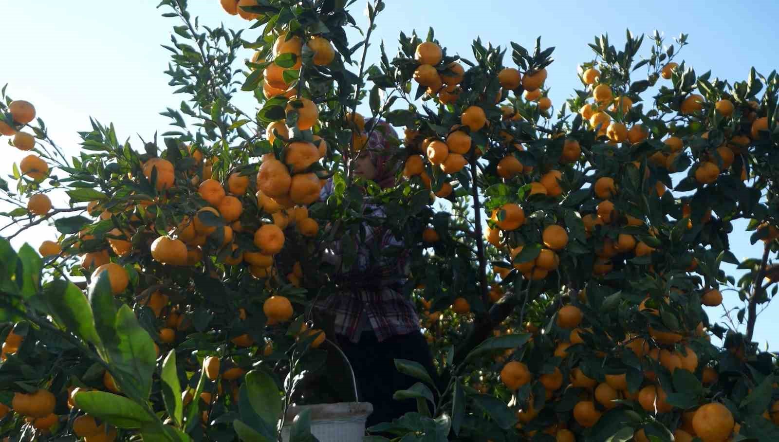 Hatay’ın mandalinasına Nilüfer desteği