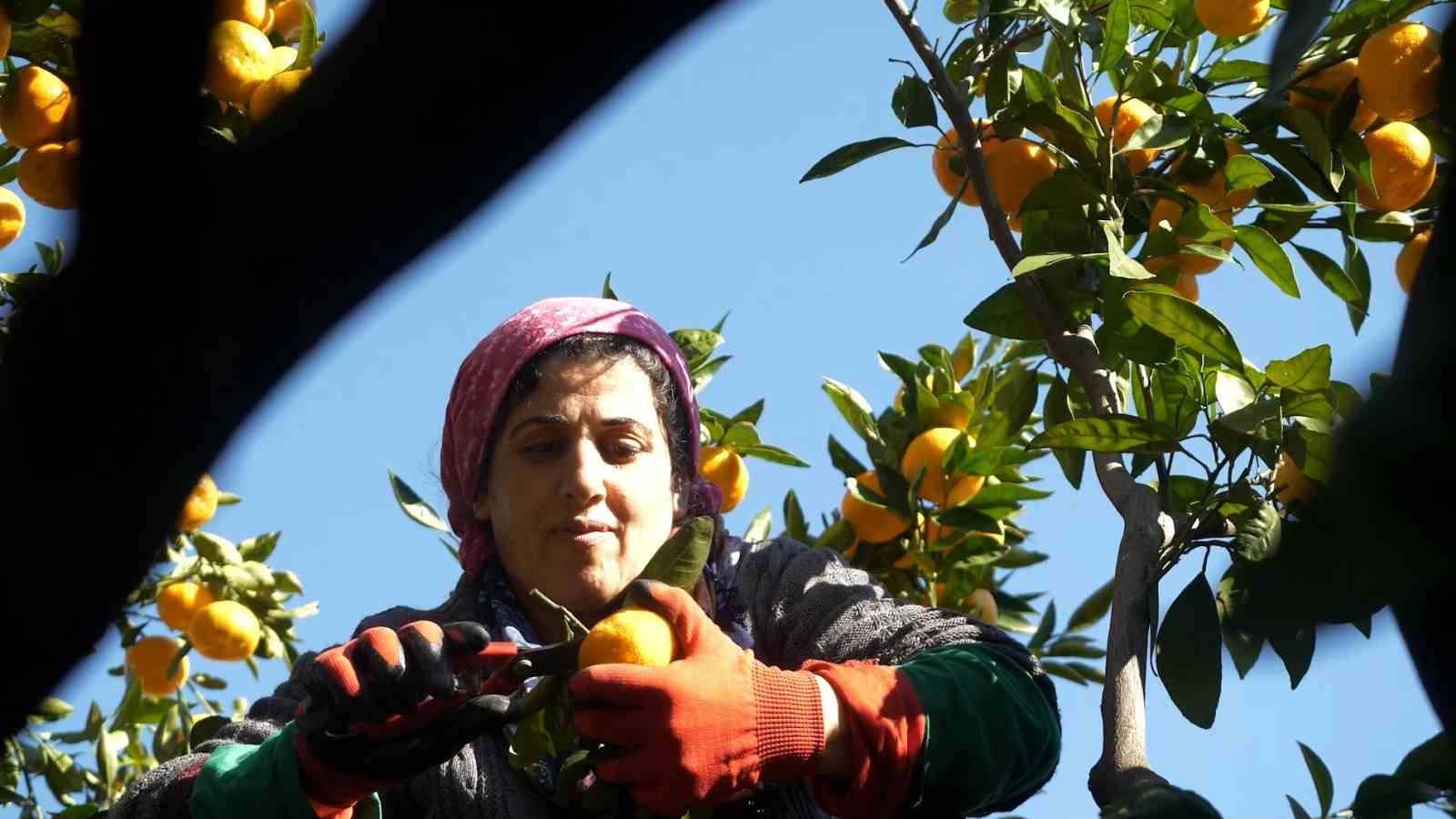 Hatay’ın mandalinasına Nilüfer desteği