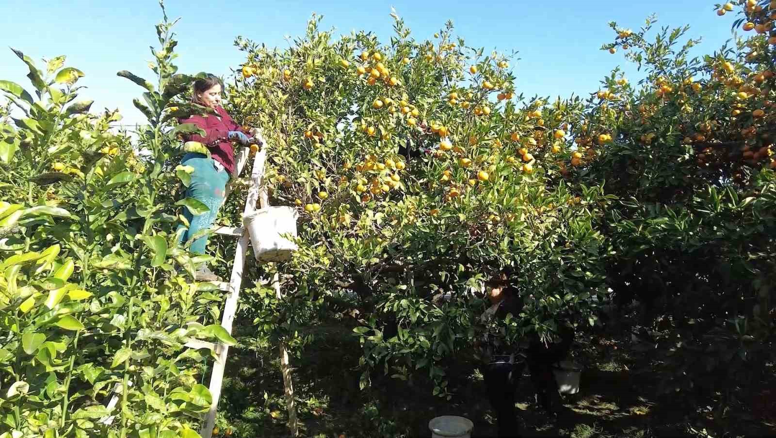 Hatay’ın mandalinasına Nilüfer desteği