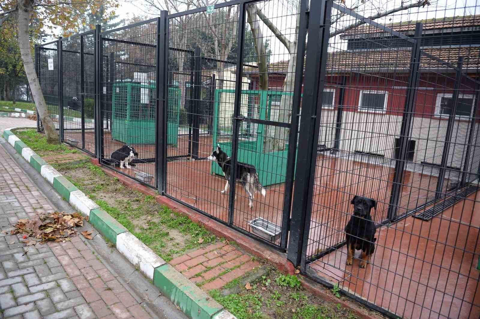 Osmangazi’de başıboş köpekler mercek altında