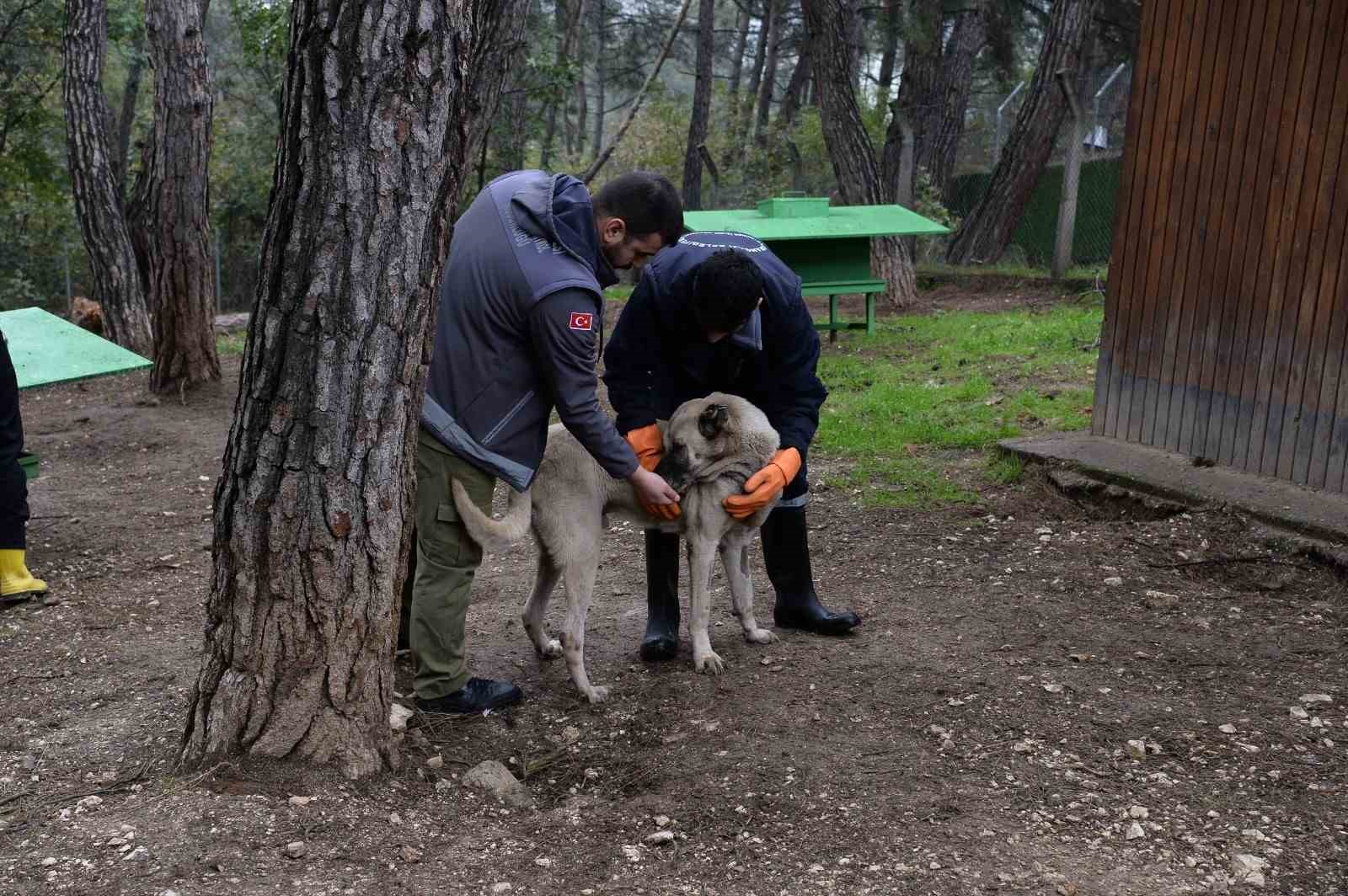 Osmangazi’de başıboş köpekler mercek altında