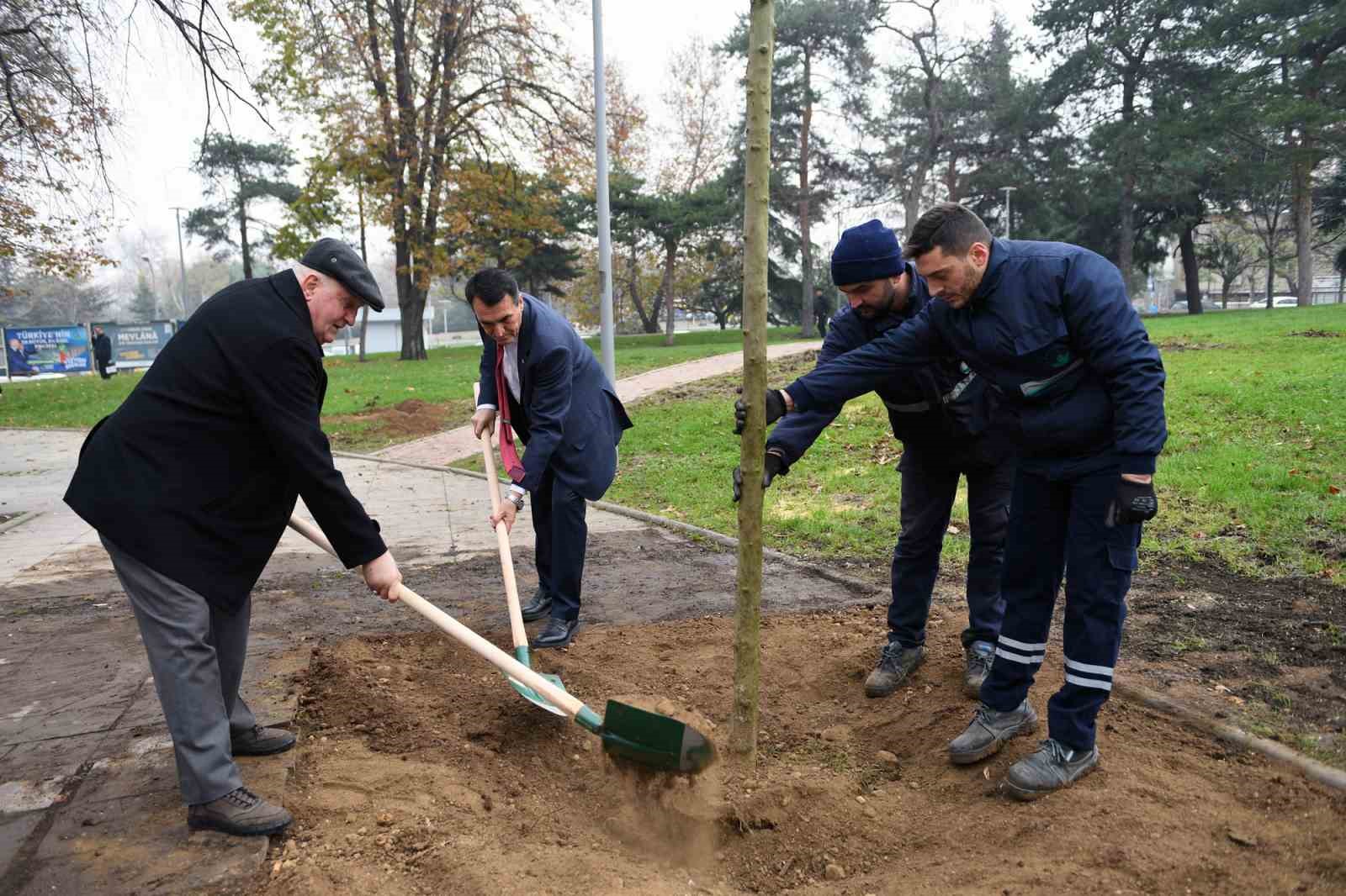 Şiddetli lodosta yıkılan ağaçların yerine yenileri dikiliyor