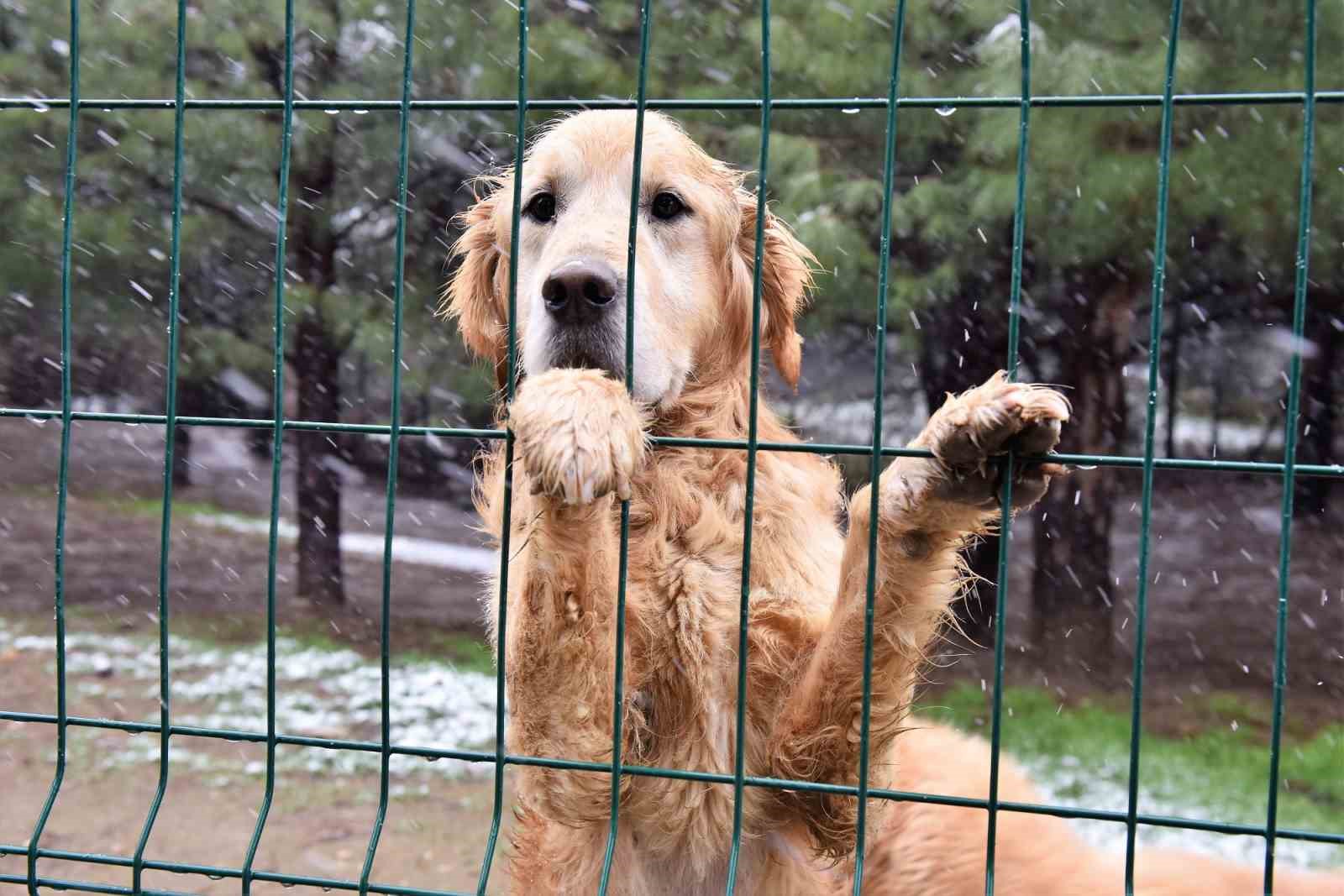 Yıldırım’da can dostlara şefkat eli