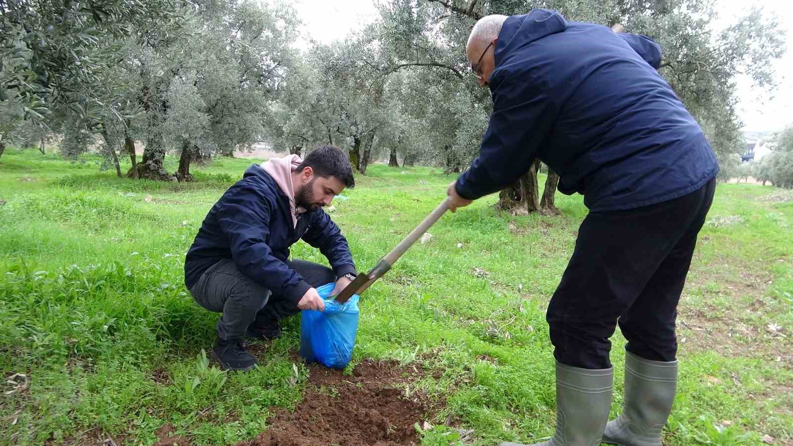 Zeytinin verimliliği için toprak analizleri başladı