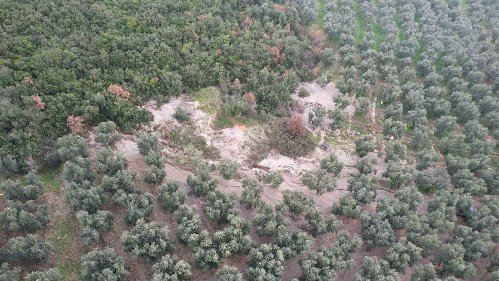 Üzerine mıcır dökülen zeytin ağaçları günden güne kuruyor