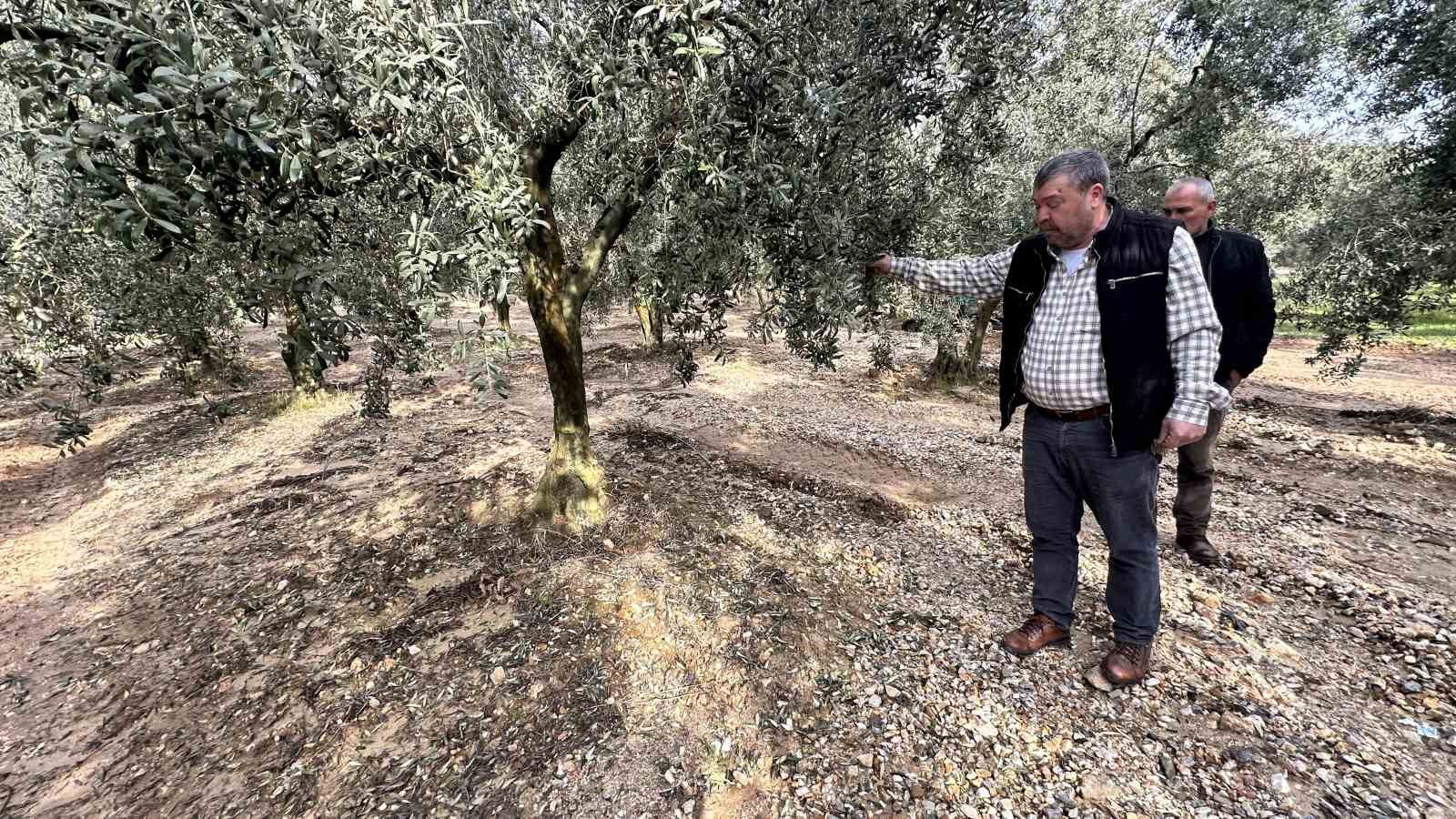 Üzerine mıcır dökülen zeytin ağaçları günden güne kuruyor