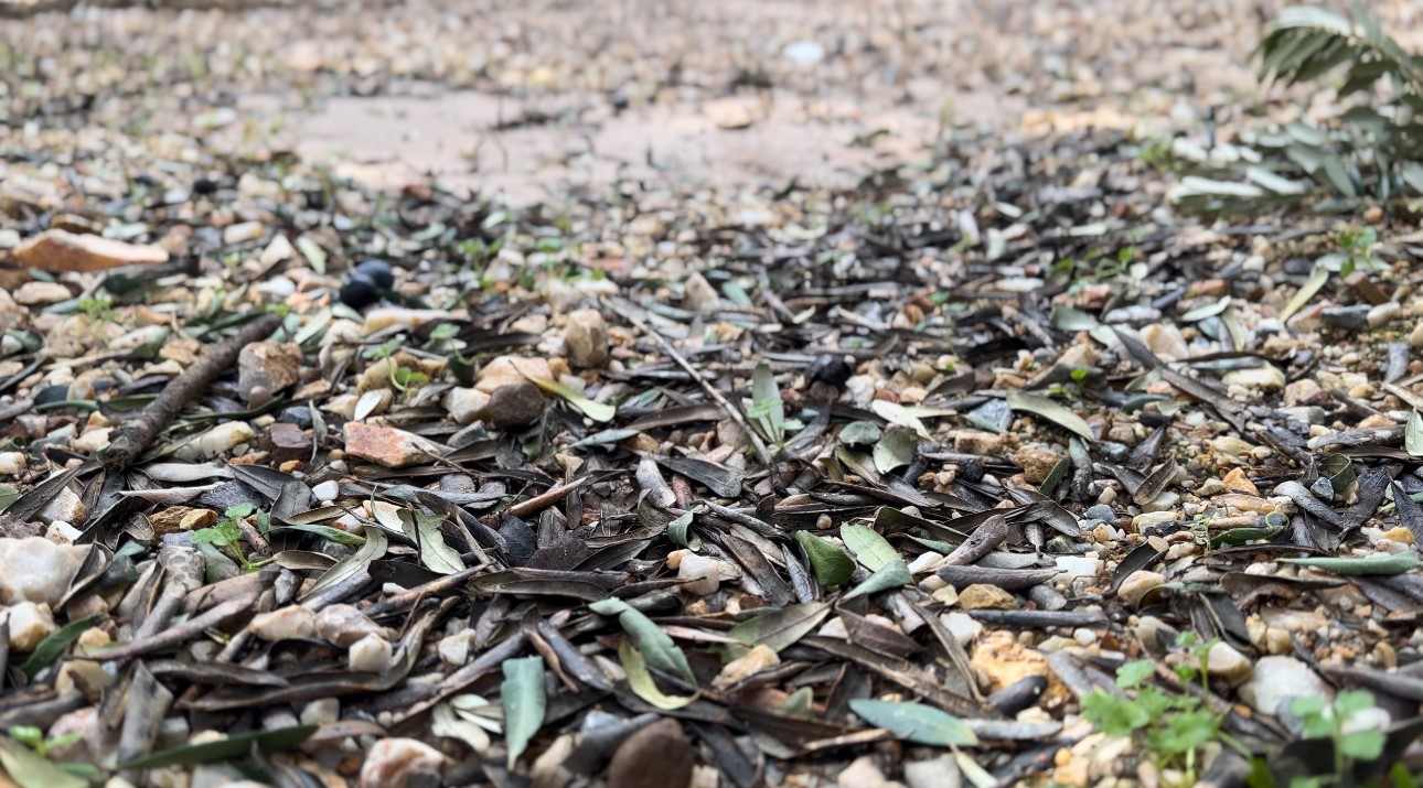 Üzerine mıcır dökülen zeytin ağaçları günden güne kuruyor