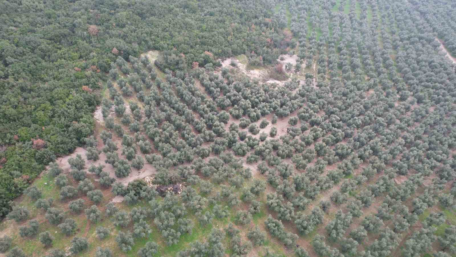 Üzerine mıcır dökülen zeytin ağaçları günden güne kuruyor