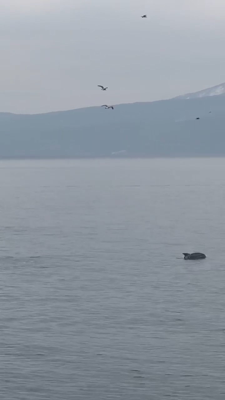 Bursa’da yunus balıklarından şov