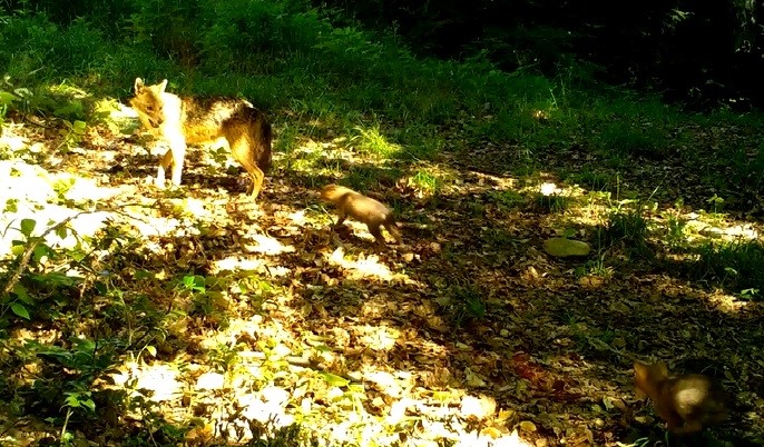 Dikkat, ormanda bebek var