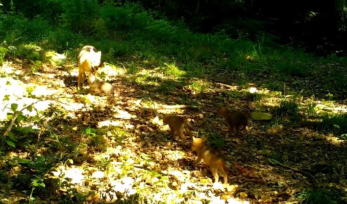 Dikkat, ormanda bebek var