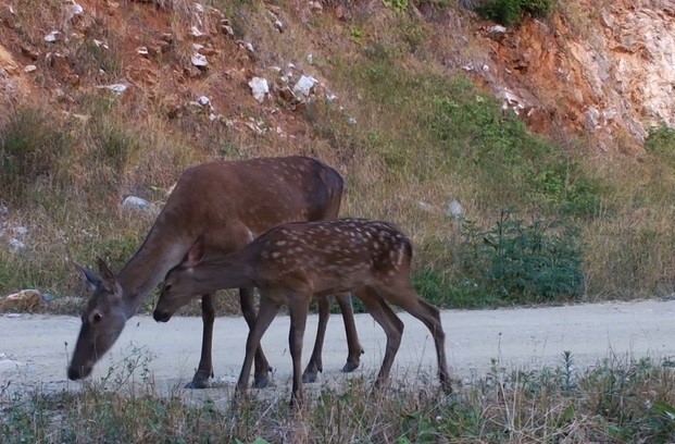 Dikkat, ormanda bebek var