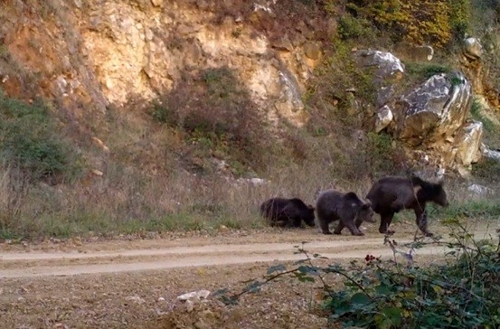 Dikkat, ormanda bebek var