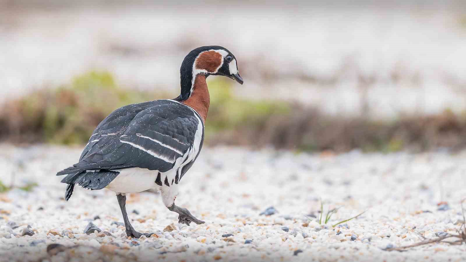 İznik Gölü’nde Sibirya kazı fotoğraflandı