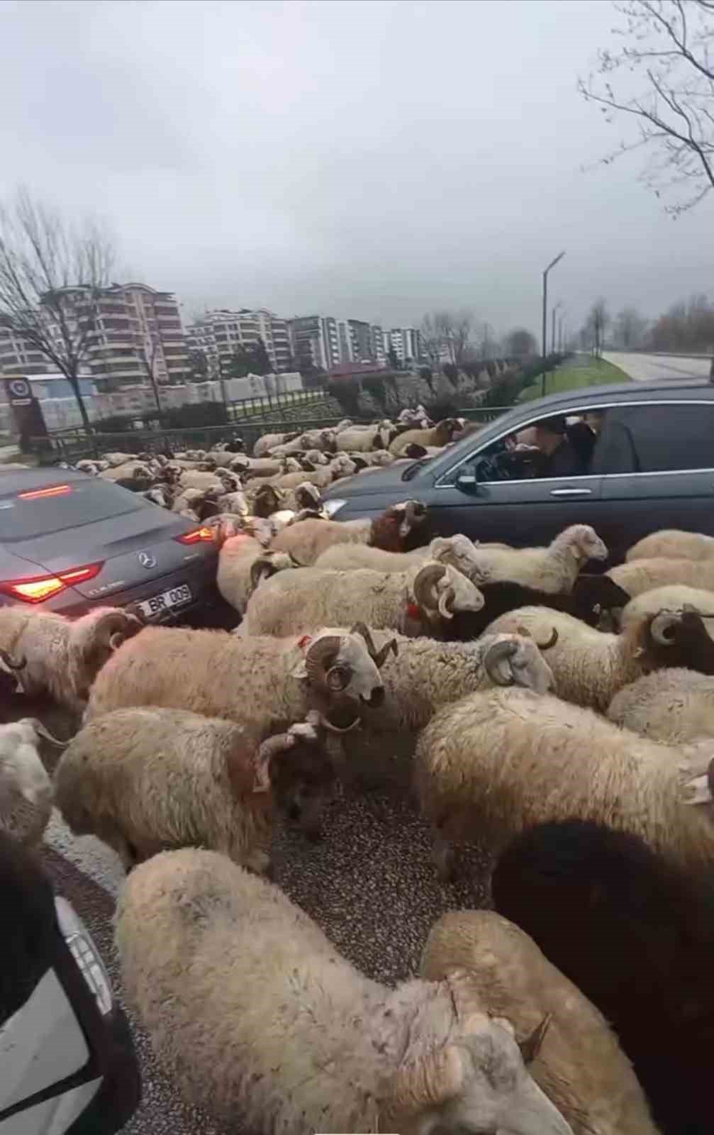 Bursa’da koyun sürüsü çevre yoluna çıktı, trafikte uzun kuyruklar oluştu