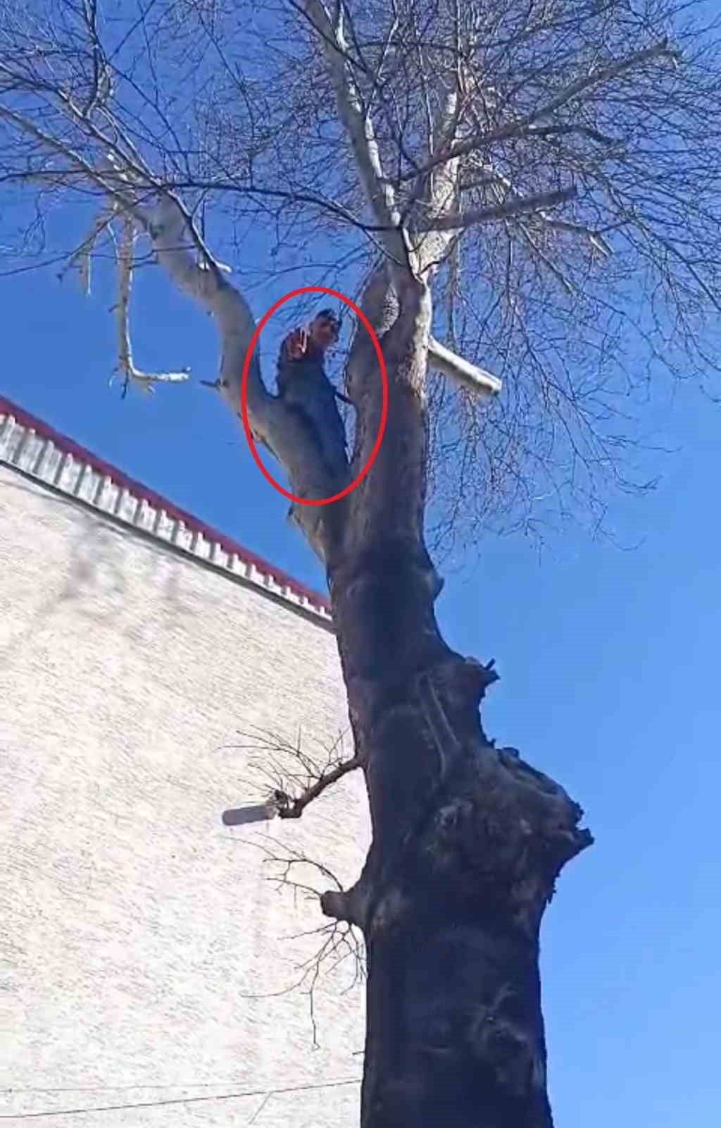 Ağaca çıkan maymun değil hırsız... Çıktığı ağaçta polise el salladı