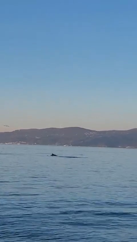 Yunus balıklarının dansı kamerada