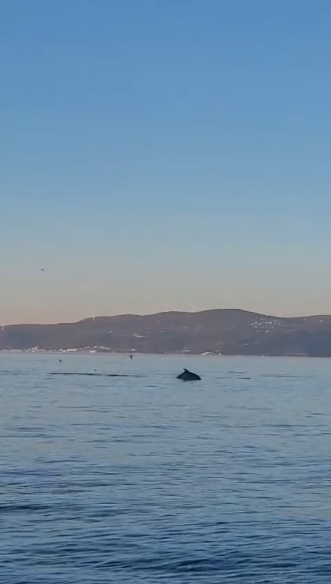 Yunus balıklarının dansı kamerada