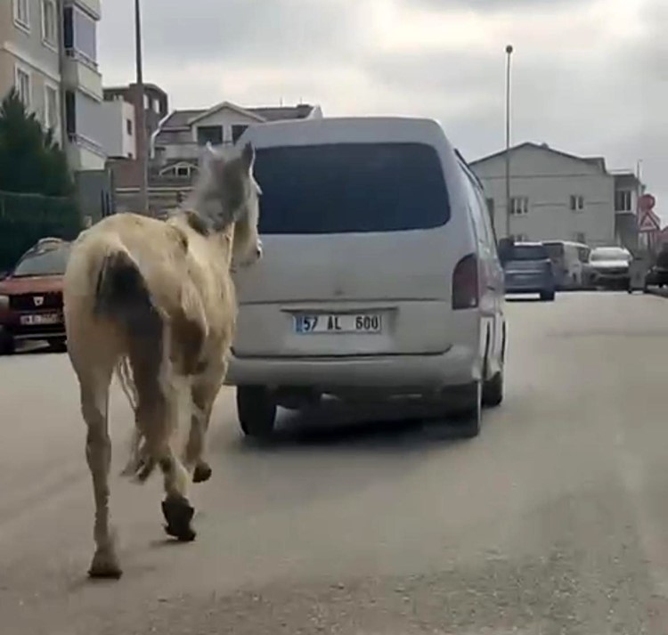 Bursa’da tepki çeken görüntü: Atı aracın arkasına bağlayıp koşturdu