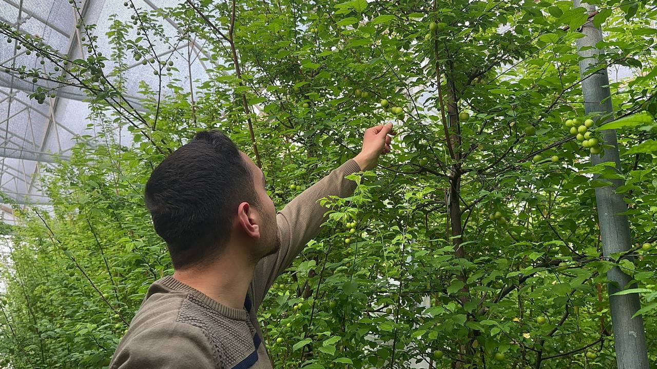 (Özel) Eriğin ilk hasadını yaptılar...Fiyatı altınla yarışıyor