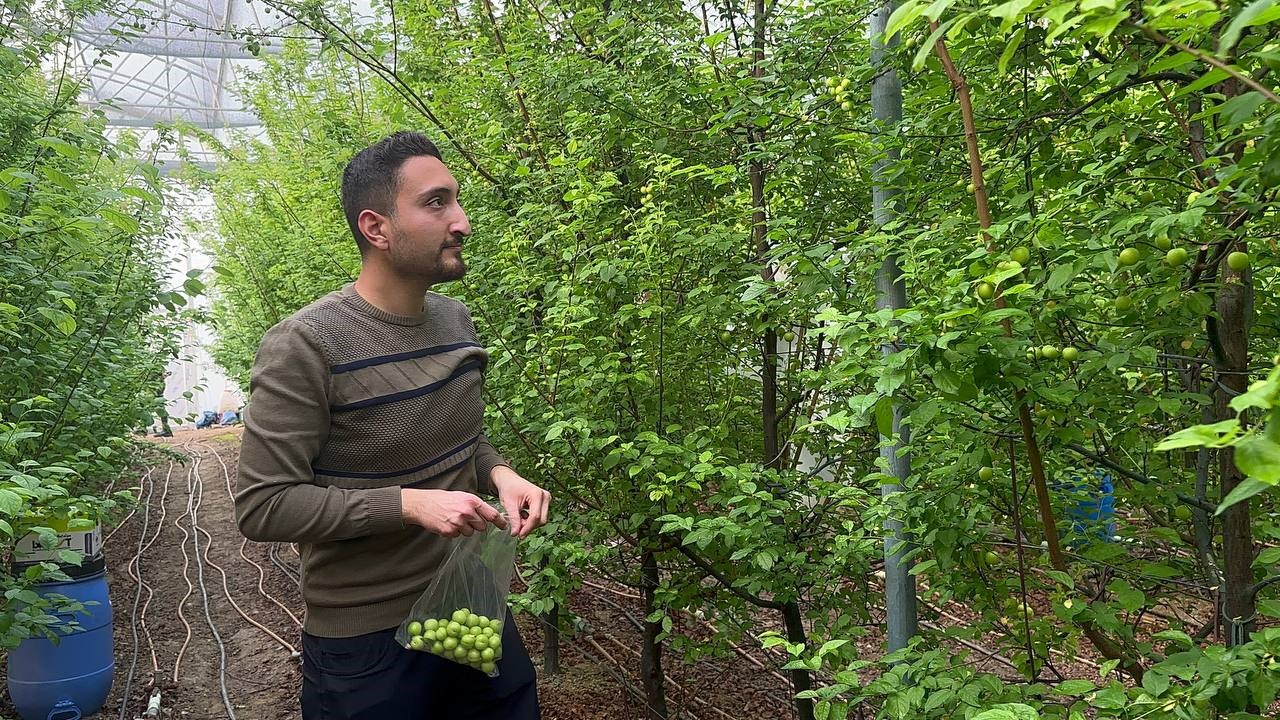 (Özel) Eriğin ilk hasadını yaptılar...Fiyatı altınla yarışıyor