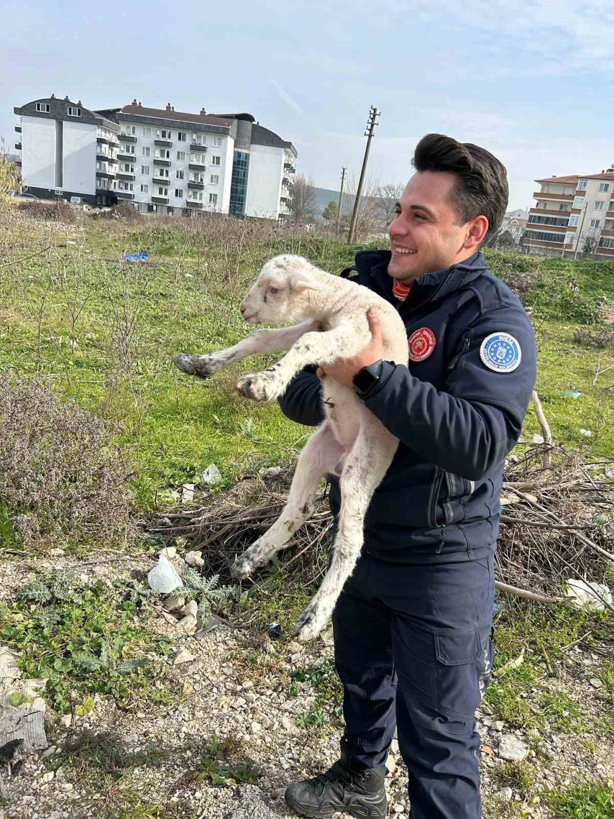 Kuyuya düşen kuzuyu itfaiye kurtardı