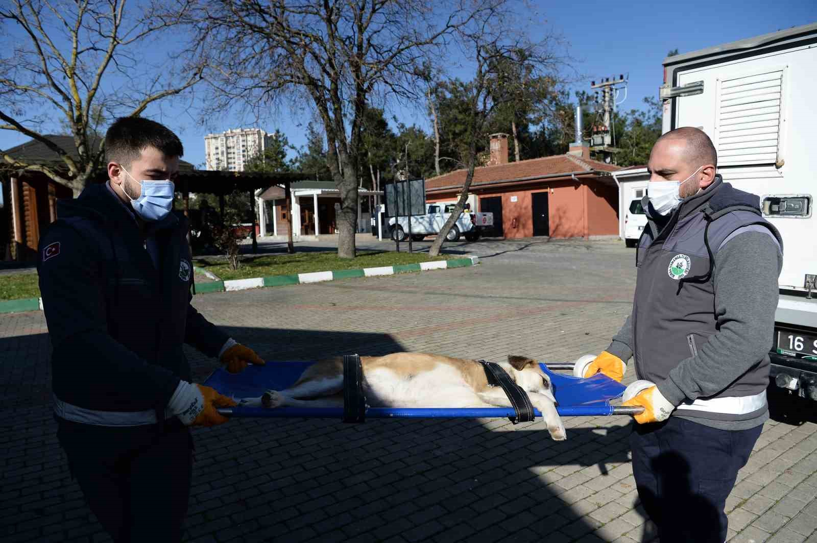 Boynunu jiletli telin kestiği köpek sağlığına kavuştu