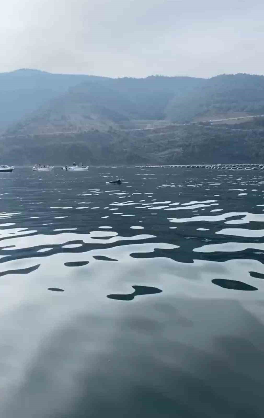 Mudanya sahilinde su samurları görüldü