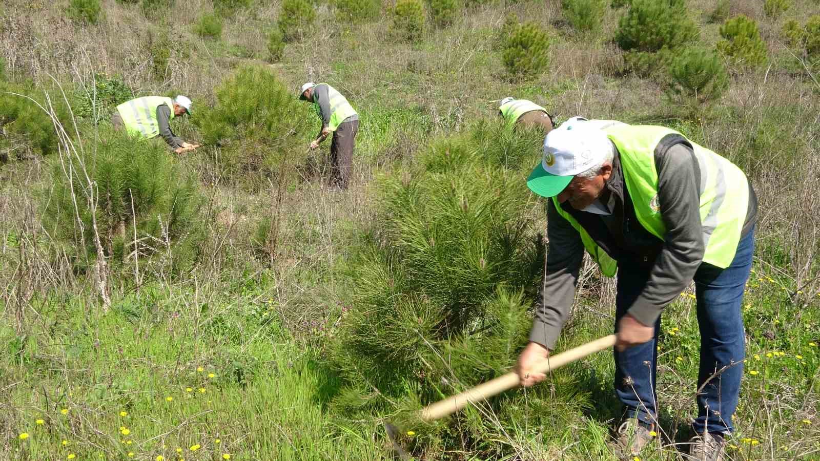 Bursa’da yanan ormanların yerine 48 bin fidan dikildi