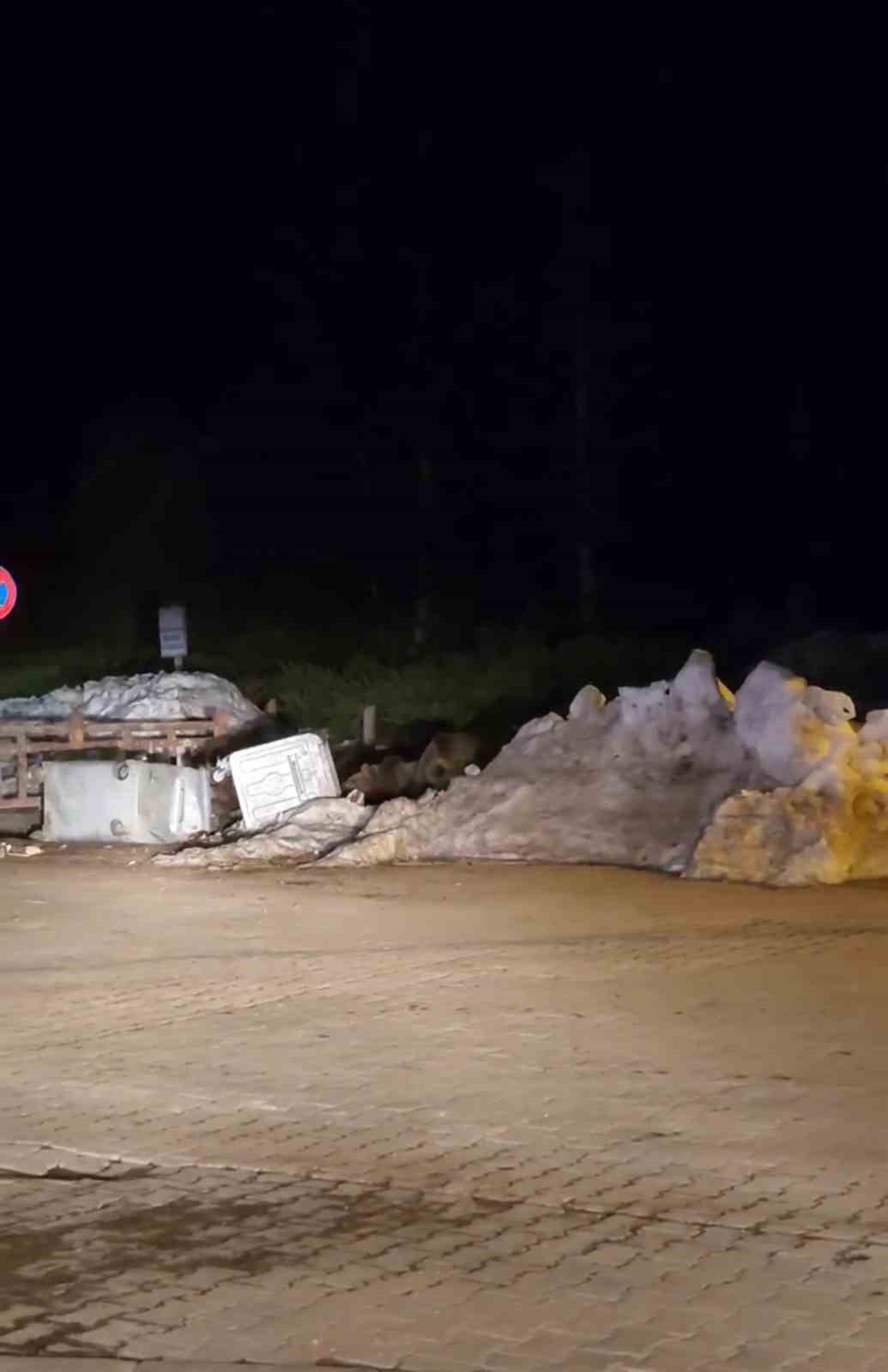 Uludağ’da aç kalan ayılar çöp konteynerlerinde yemek aradı