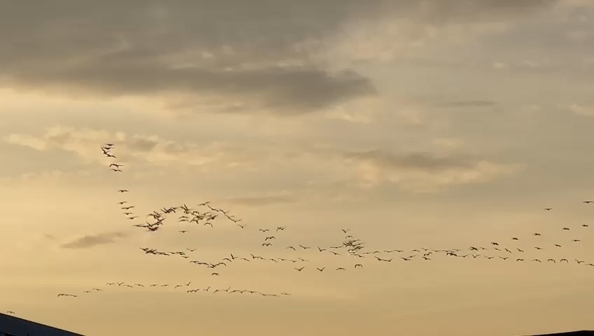 Pelikan sürüsü Bursa semalarında görsel şölen oluşturdu