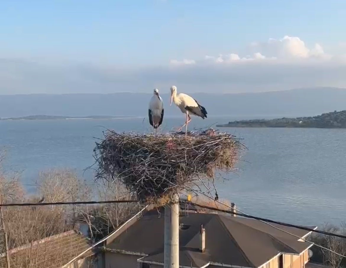 Belgesellere konu olan Yaren’in ardından eşi Nazlı da balıkçı Adem Amca’nın yanına geldi