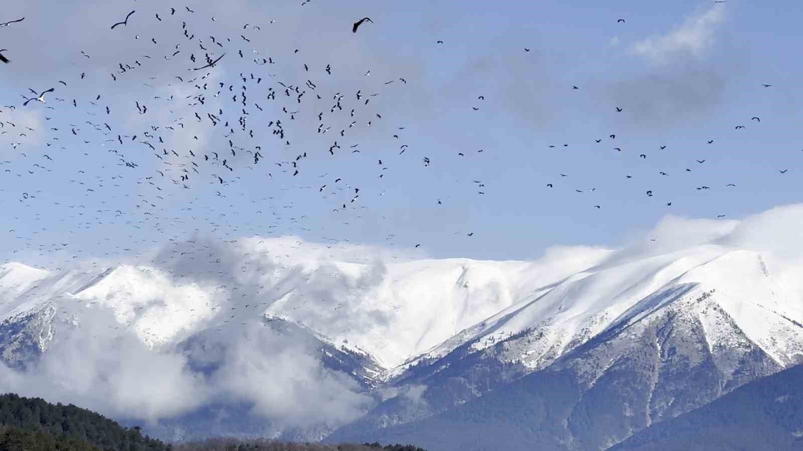 (Özel) Uludağ’ın eteklerinde leyleklerin dansı böyle görüntülendi