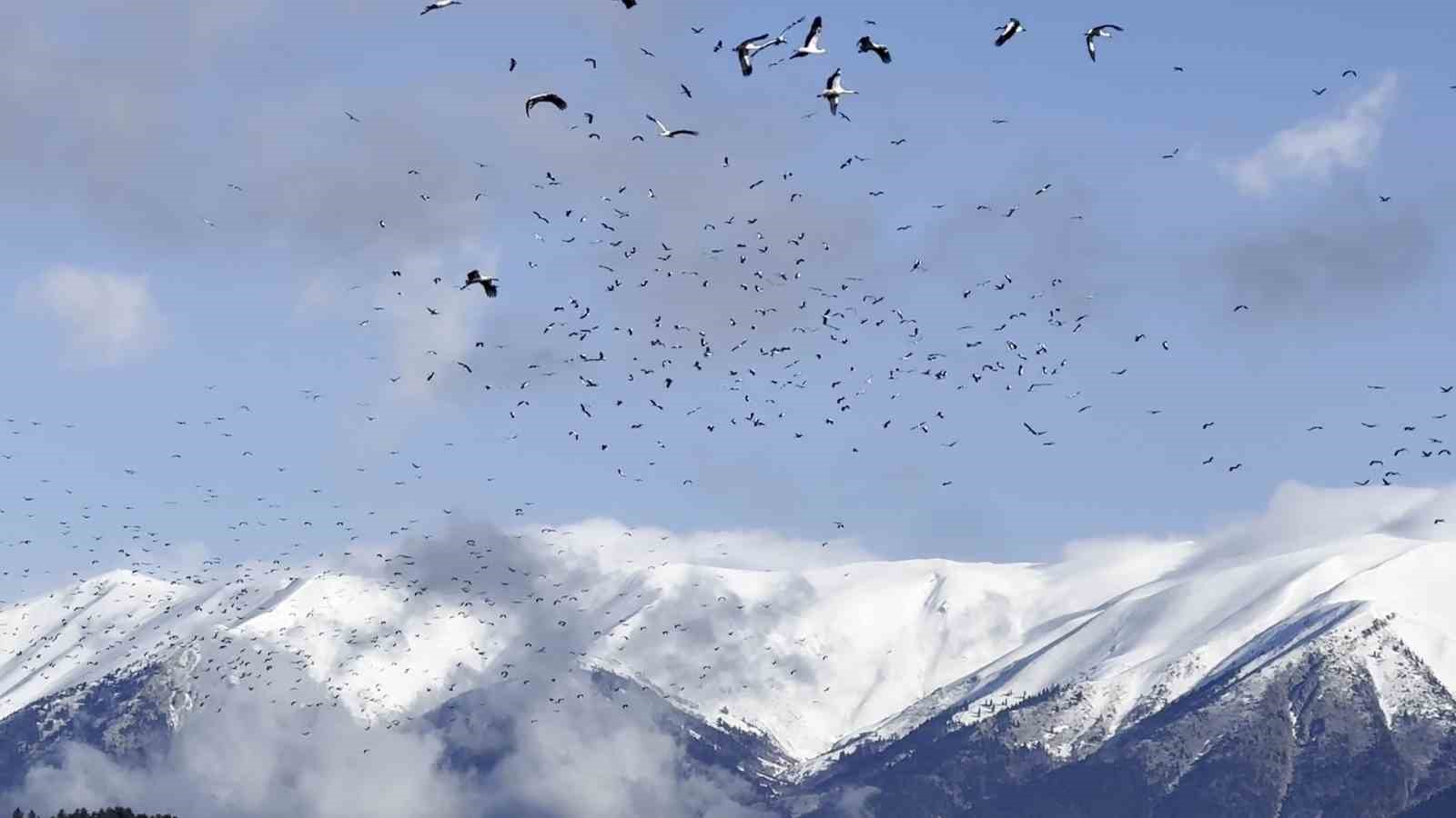 (Özel) Uludağ’ın eteklerinde leyleklerin dansı böyle görüntülendi