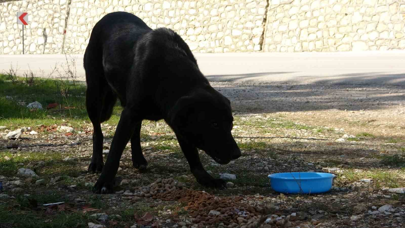 Geri dönüşüm atıkları sokak hayvanlarına mama oldu