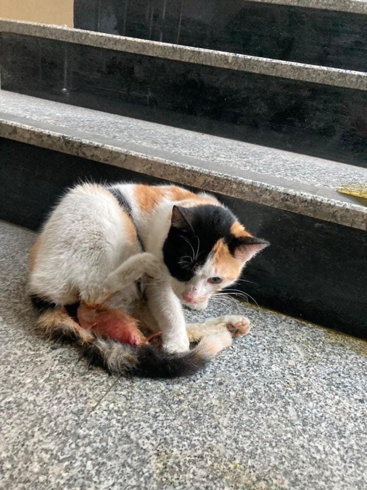 Kedi, İnegöl Devlet Hastanesi’nde doğum yaptı