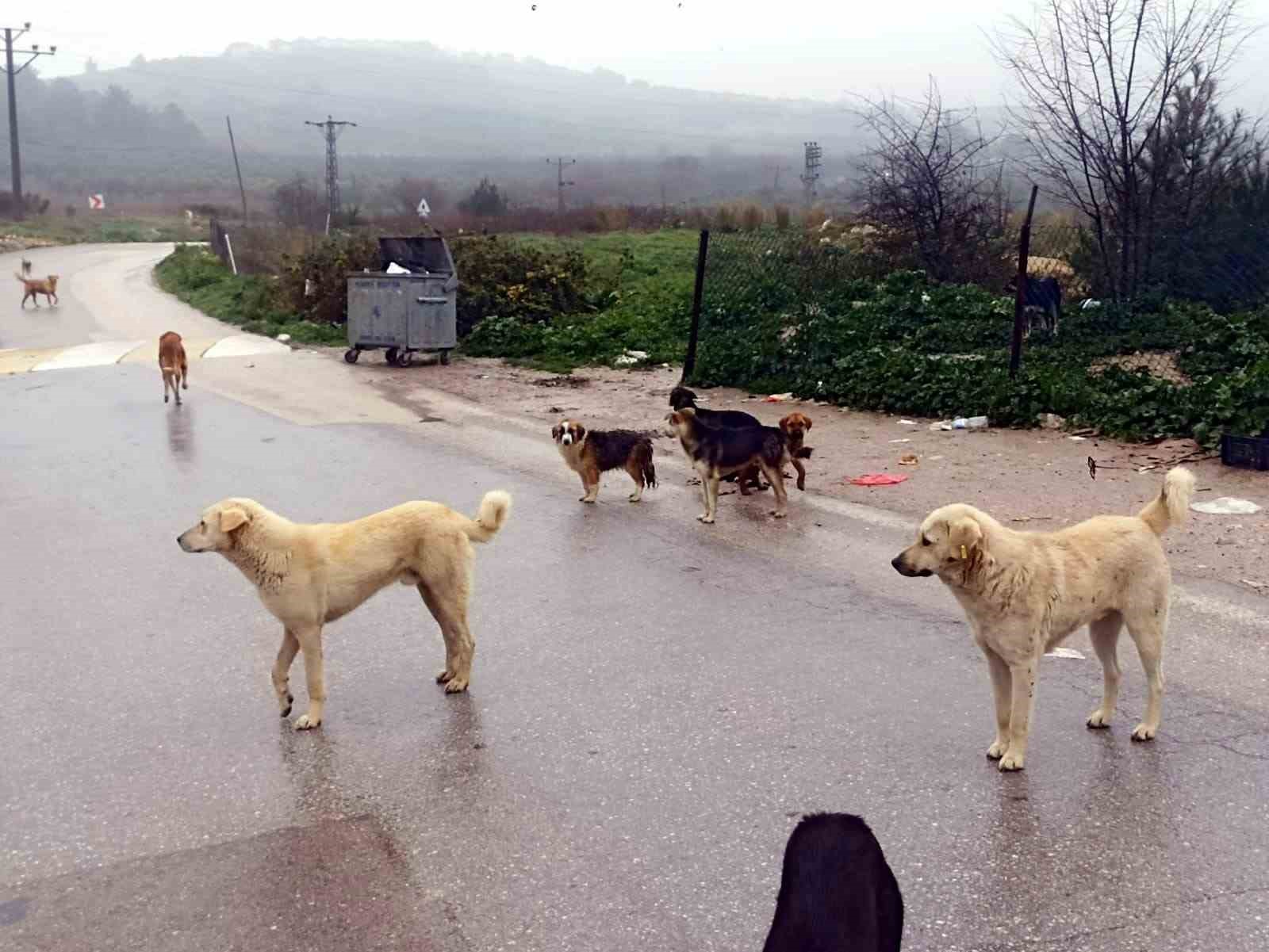 Köpekler ölüyor, insanlar korkuyor