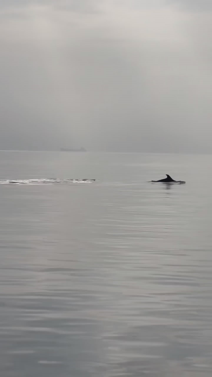 Gemlik’te yunuslar görsel şölen oluşturdu