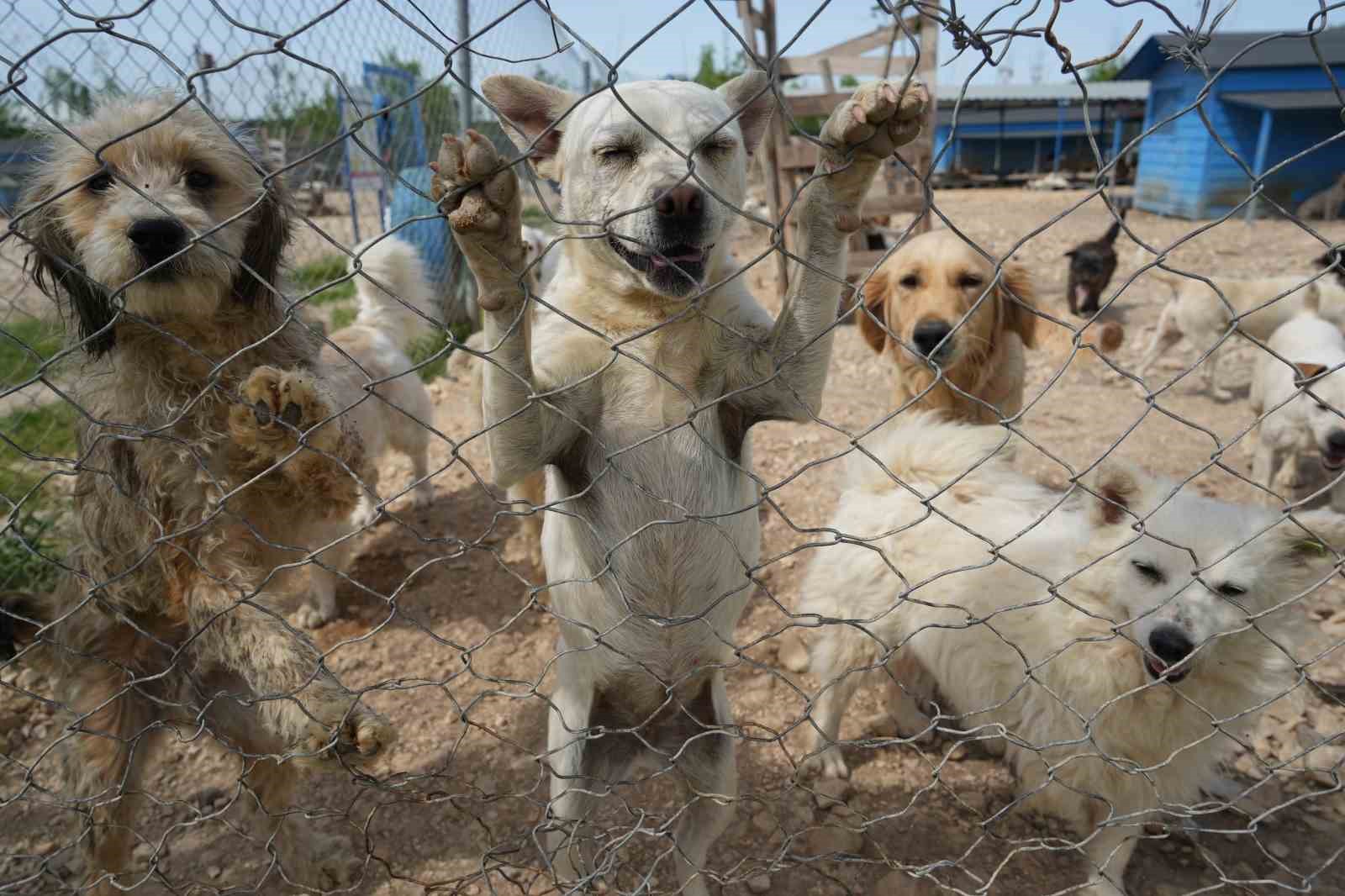 (ÖZEL) Hevesle alınıp bakımı zor gelince terk edilen cins köpekler yuva arıyor