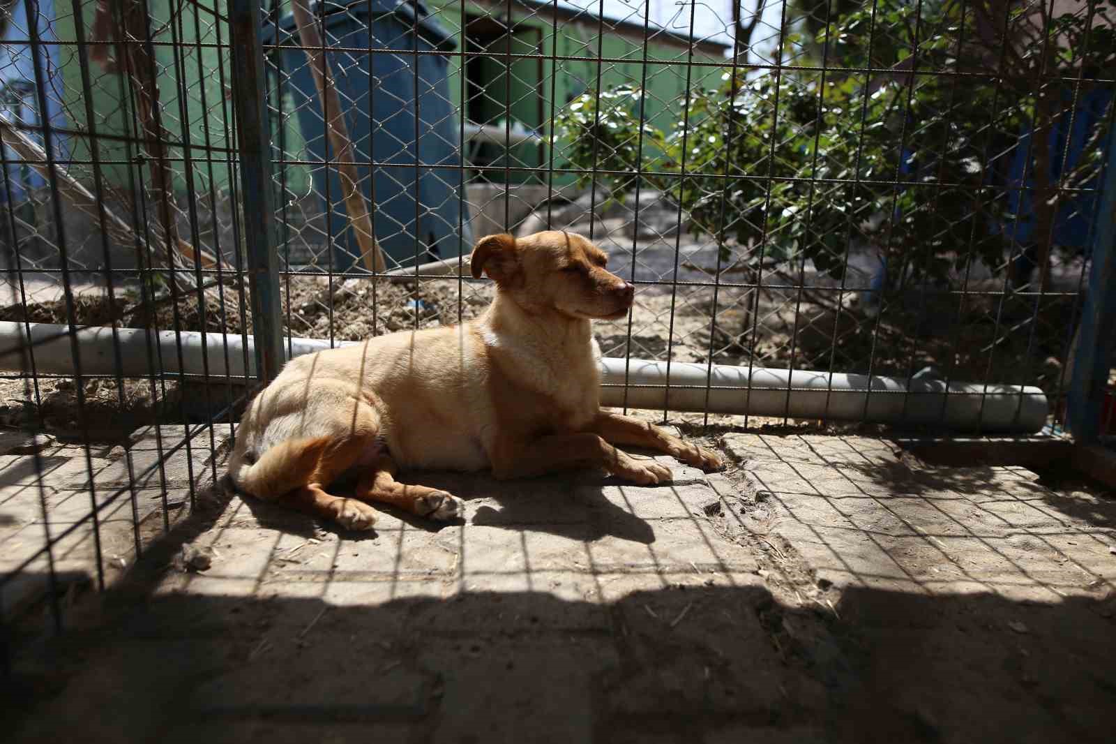 (ÖZEL) Hevesle alınıp bakımı zor gelince terk edilen cins köpekler yuva arıyor