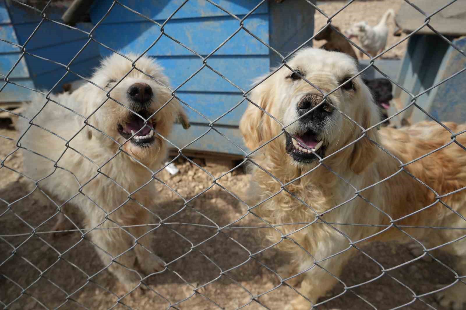 (ÖZEL) Hevesle alınıp bakımı zor gelince terk edilen cins köpekler yuva arıyor