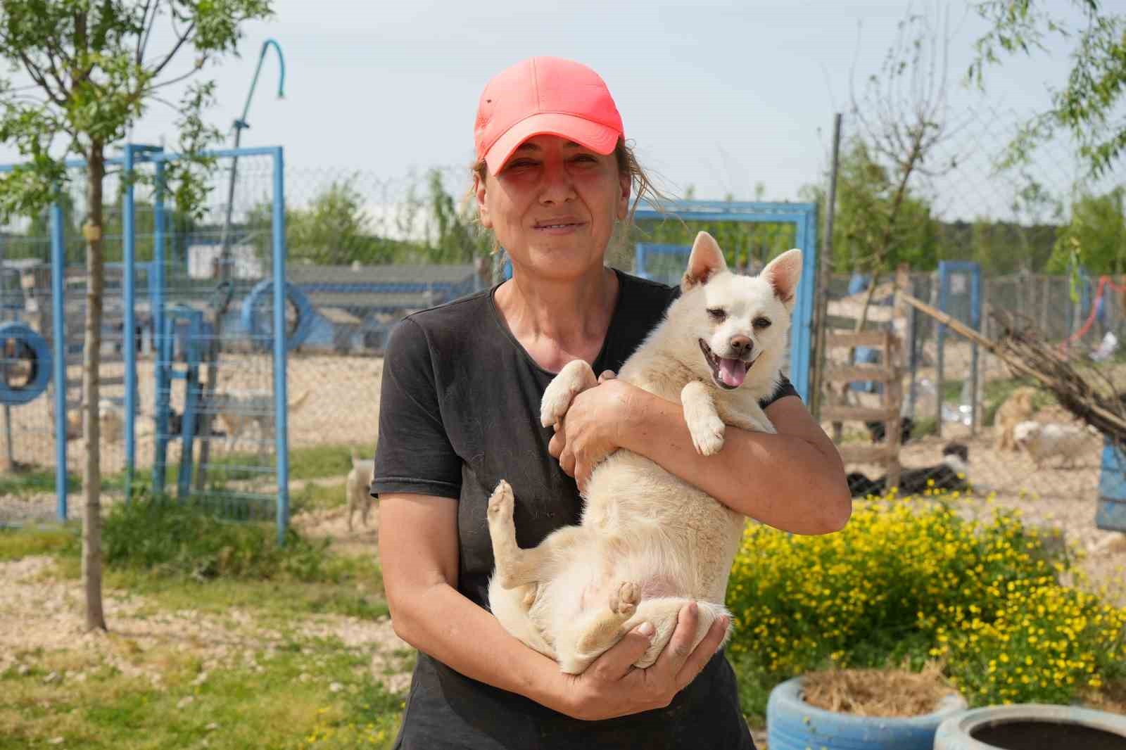 (ÖZEL) Hevesle alınıp bakımı zor gelince terk edilen cins köpekler yuva arıyor