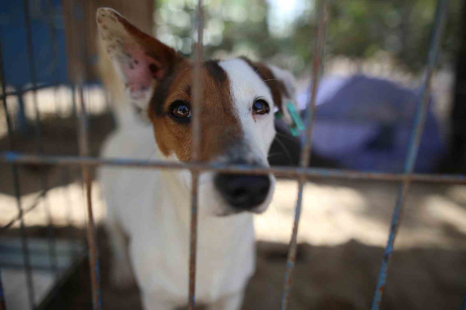 (ÖZEL) Hevesle alınıp bakımı zor gelince terk edilen cins köpekler yuva arıyor