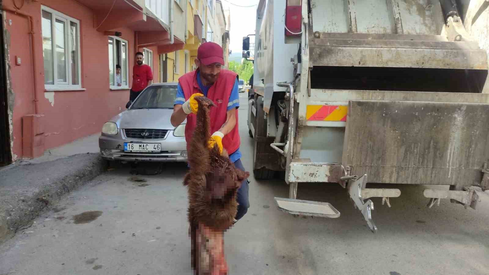 Ayıyı parçalayıp çöpe attılar