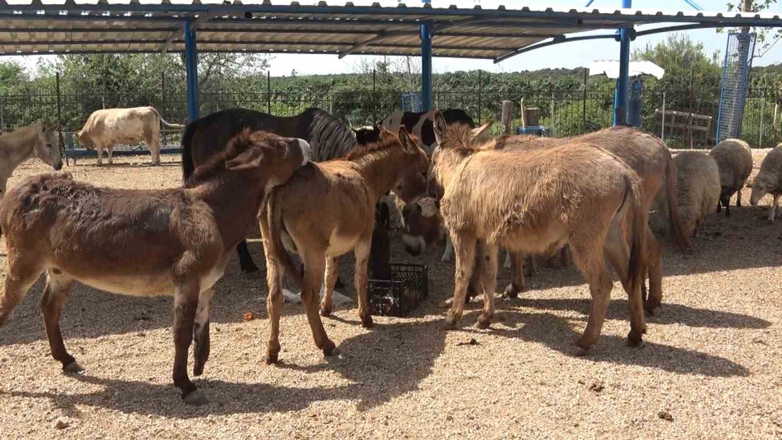 İnsanlar tarafından şiddete uğramışlardı, emekliliğe ayrıldılar