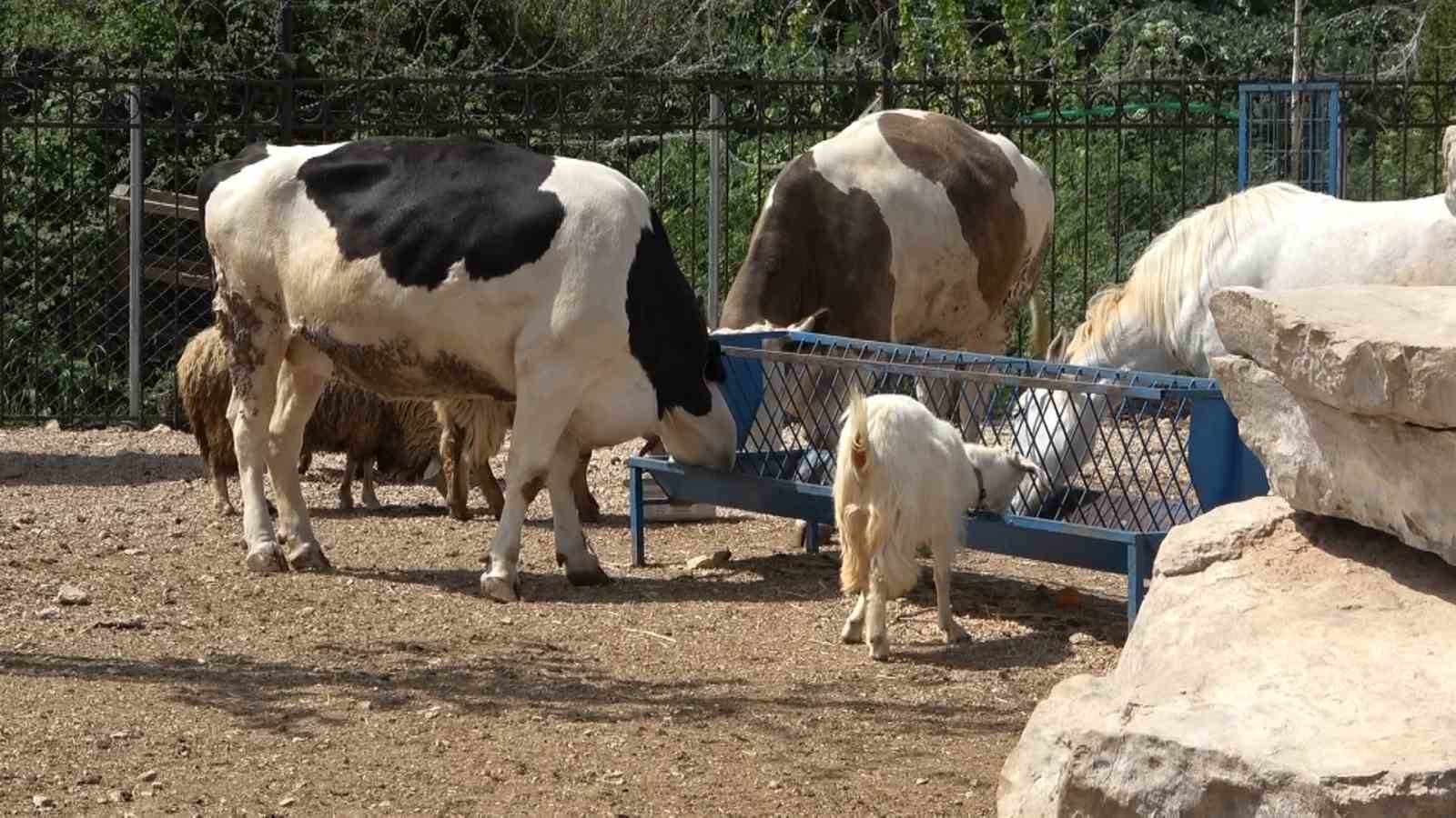 İnsanlar tarafından şiddete uğramışlardı, emekliliğe ayrıldılar